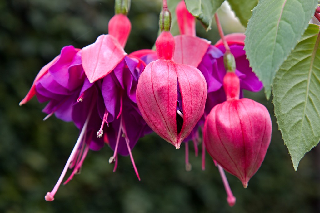 Serres royales de Laeken Koninklijke laken Koninklijk belgie serre kasteel hdr art nouveau tuin bloemen bloem architect Alphonse Balat Koning Leopold II plantencollectie